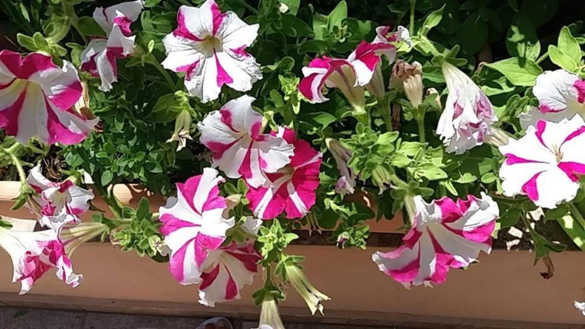 Belle Verte Villa Maleme 外观 照片